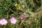 Sonnenroeschen Wuerfel Dickkopffalter (3)